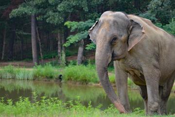 Image of elephant