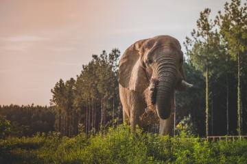Image of elephant