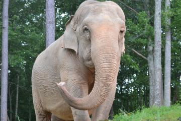 Image of elephant