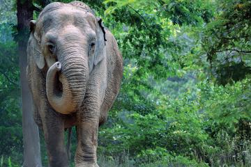 Image of elephant