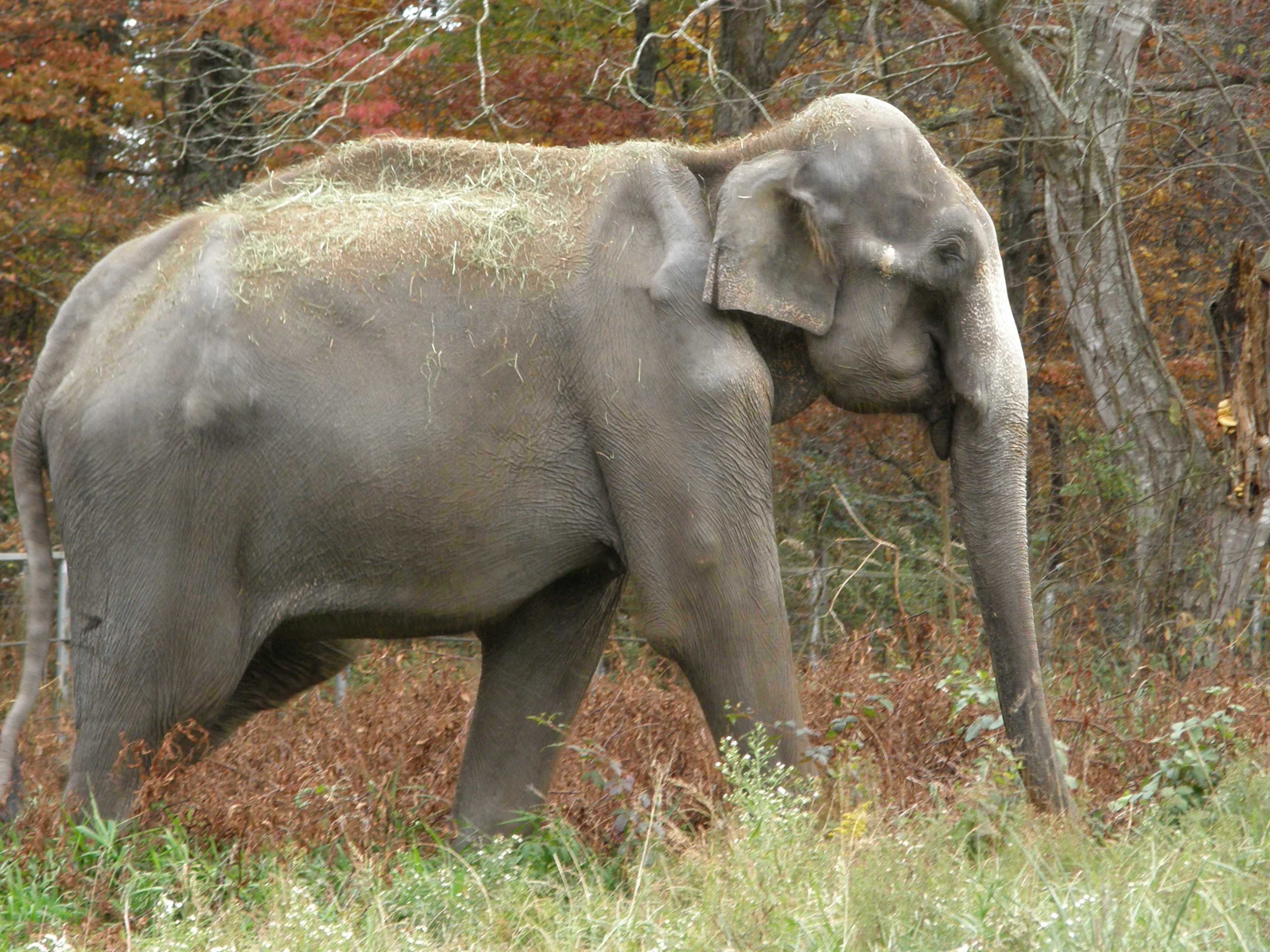 History The Elephant Sanctuary in Tennessee