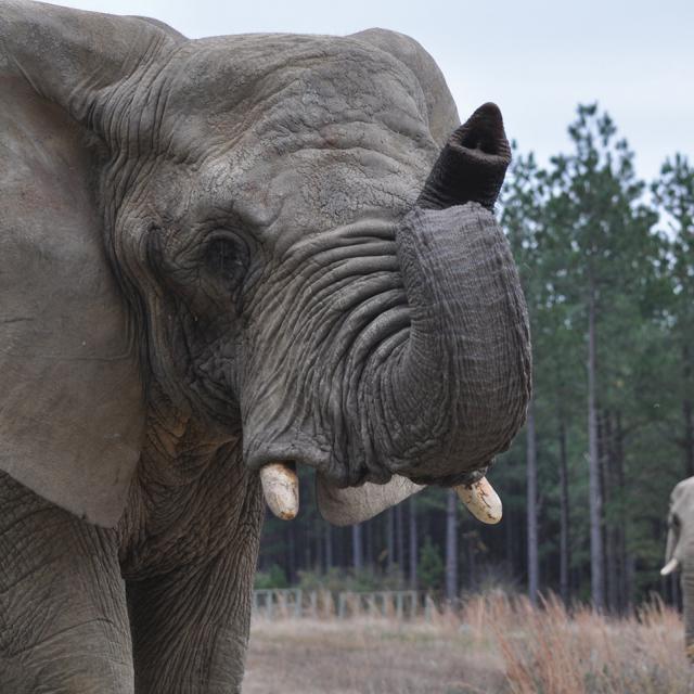Photo Of African Elephants Background And Foreground At The Elephant Sanctuary In Tennessee