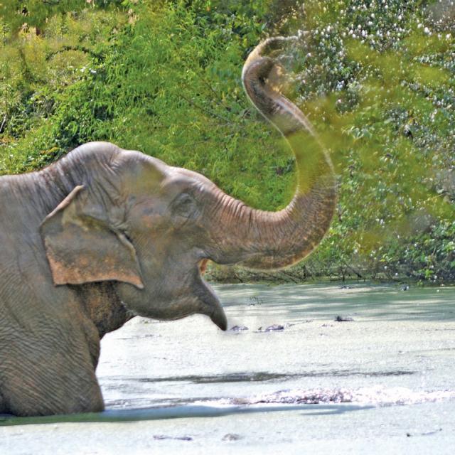 Photo Of Asian Elephant Playing In Water At The Elephant Sanctuary In Tennessee