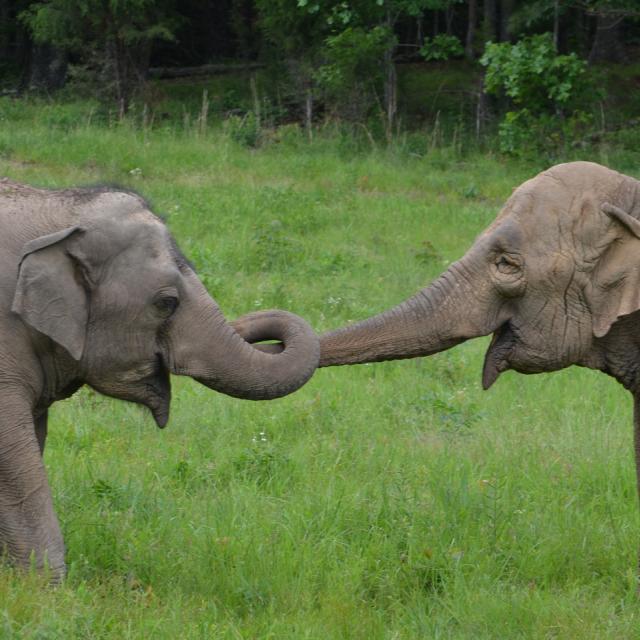 Photo Of Asian Elephants Trunk Touch