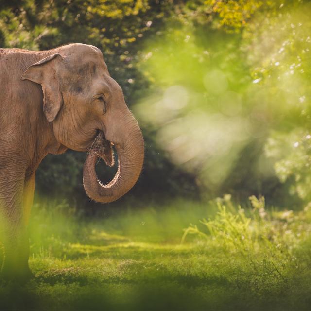 Photo Of Asian Elephant Eating Hay At The Elephant Sanctuary In Tennessee